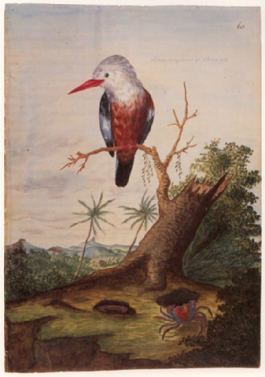 Weißkopfliest, F: Alcedo cancrophaga, Halcyon leucocephala acteon (Sao Thiago / Kapverden, 13. August 1772); ebd., Abb. S. 56