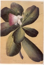 Barringtonie oder Fischgiftbaum, F: Barringtonia speciosa - Barringtonia asiatica (Tahiti, 1773); ebd., Abb. S.176
