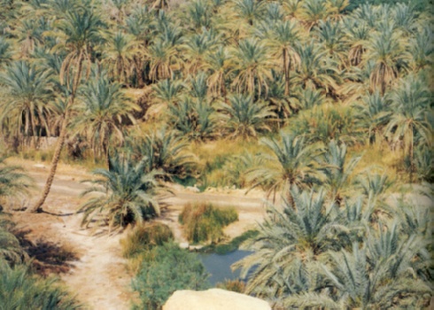 1. Oasi dislocata lungo la Linea dei palmeti sulla pista per Bam (Iran). (Arch. Centro Studi Ricerche Ligabue); ibid., pg 10.