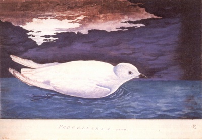 Schneesturmvogel, F: Procellaria nivea - Pagodroma nivea  (Südatlantik, 30.12.1772); ebd., Abb. S. 111.