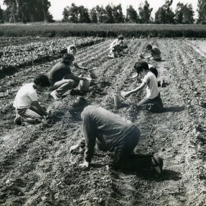 Days of quiet? Nahal Oz youth working the fields in the kibbutz. Photo: Nahal Oz Archive, IL-NAOZ-001-p01-03-08-09-049 Days of quiet? Nahal Oz youth working the fields in the kibbutz. Photo: Nahal Oz Archive, IL-NAOZ-001-p01-03-08-09-049